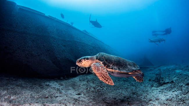 Tartaruga marinha, vista subaquática — Fotografia de Stock