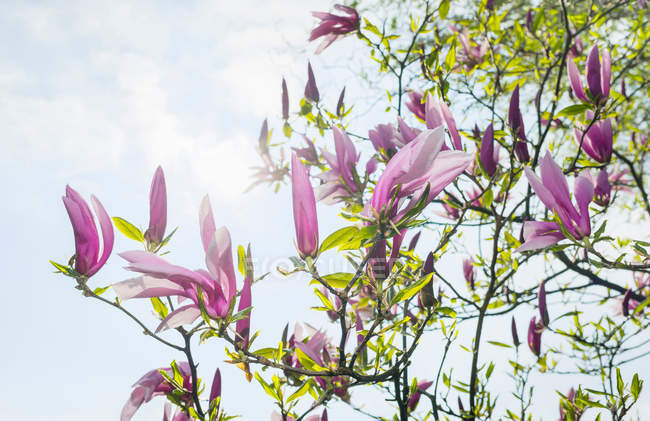 Flor en el árbol de Magnolia - foto de stock