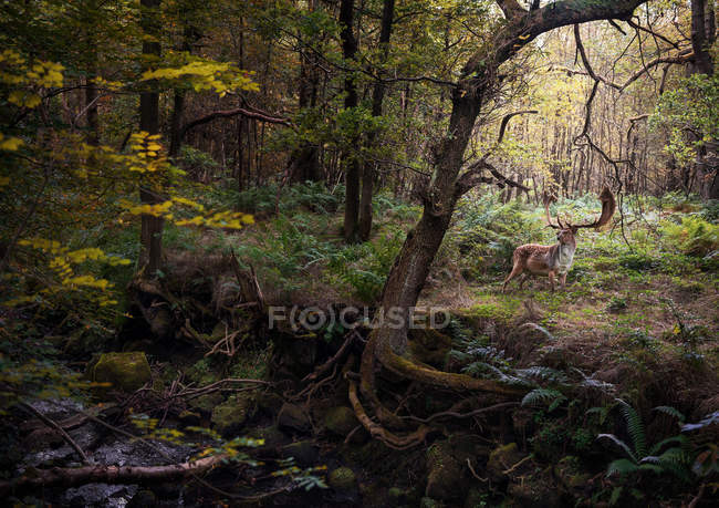 Cervi nei boschi, West Midlands — Foto stock