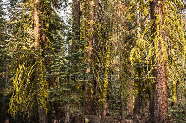 Detail of forest fir trees — Stock Photo
