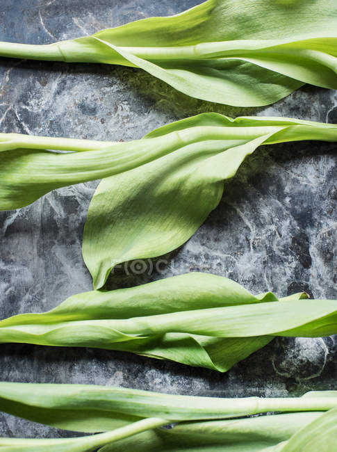 Primer plano de las hojas de los tulipanes - foto de stock