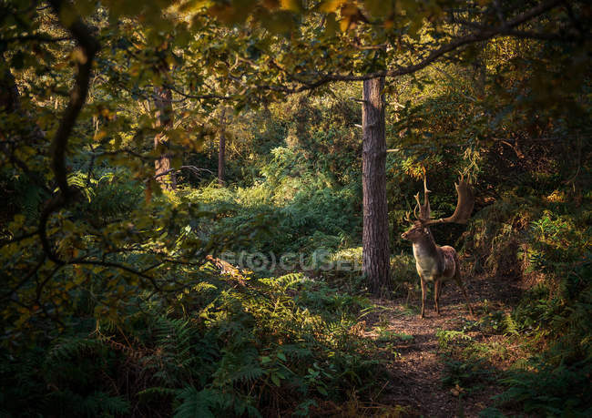 Cervi nei boschi, West Midlands — Foto stock
