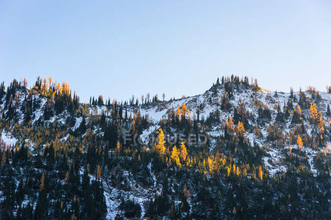 Снігові покриті дерева на каскадному гірському хребті — стокове фото