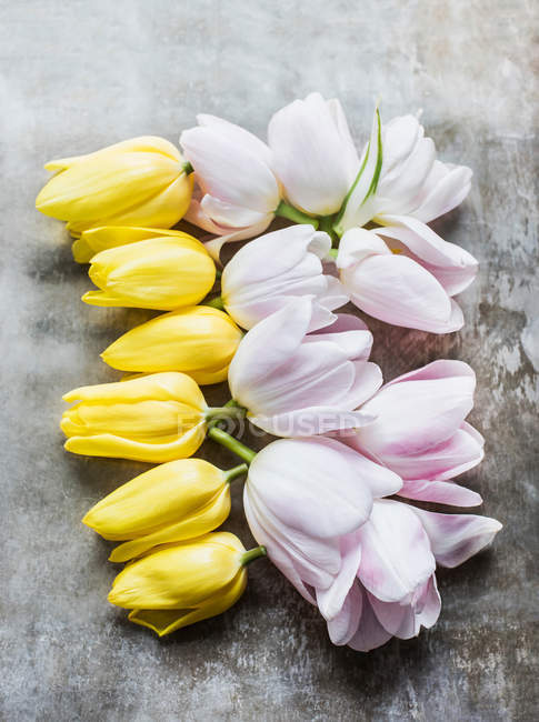 Cabezas de tulipán cortadas - foto de stock