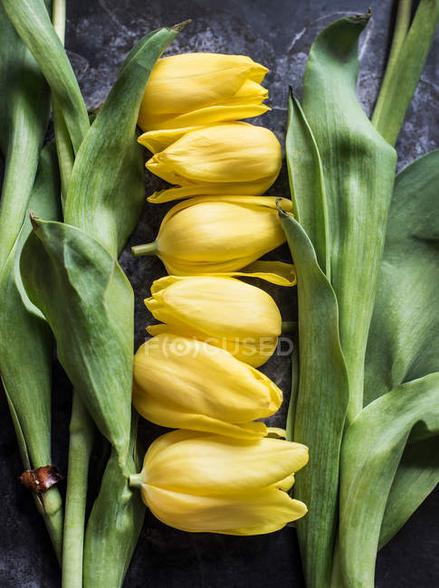 Cut tulip heads and stalks — Stock Photo