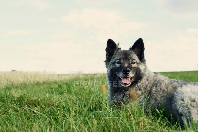 Cão cinzento no campo gramado — Fotografia de Stock