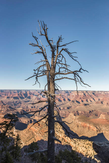 Albero morto nel Parco Nazionale del Grand Canyon — Foto stock