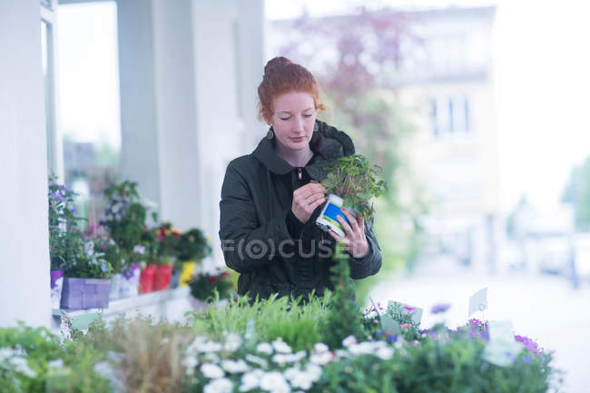 Florista trabalhando com plantas em vasos — Fotografia de Stock