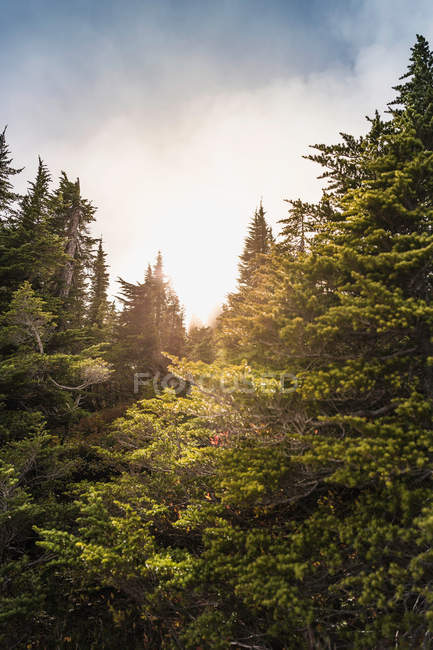 Lumière du soleil sur les arbres dans la forêt — Photo de stock