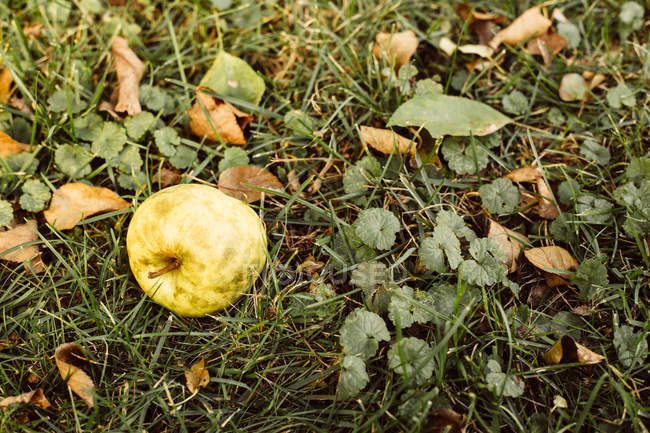 Pomme tombée sur l'herbe, gros plan — Photo de stock