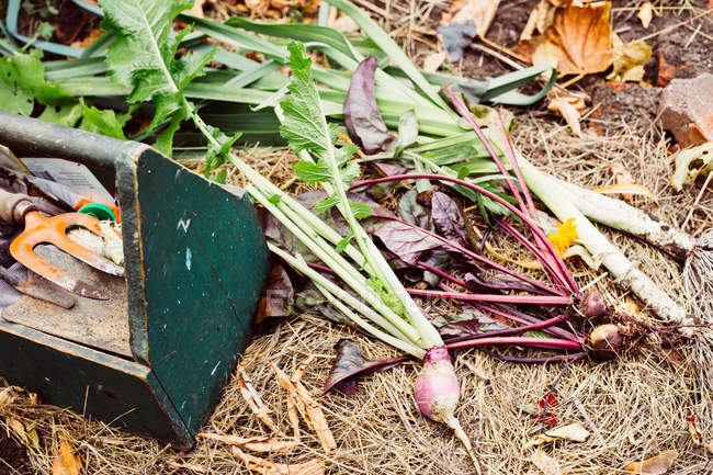 Fresh vegetables on ground in garden — Stock Photo