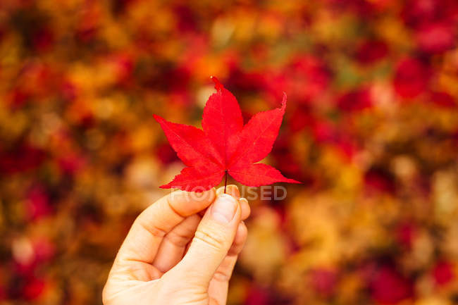 Woman holding Japanese Maple leaf — Stock Photo