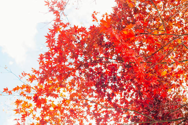 Japanese Maple tree — Stock Photo