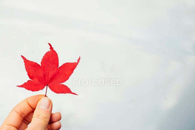 Mulher segurando vermelho Japonês folha de bordo — Fotografia de Stock