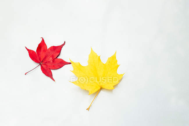 Японские листья клена — стоковое фото