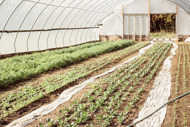 Hortalizas que crecen en invernadero agrícola - foto de stock