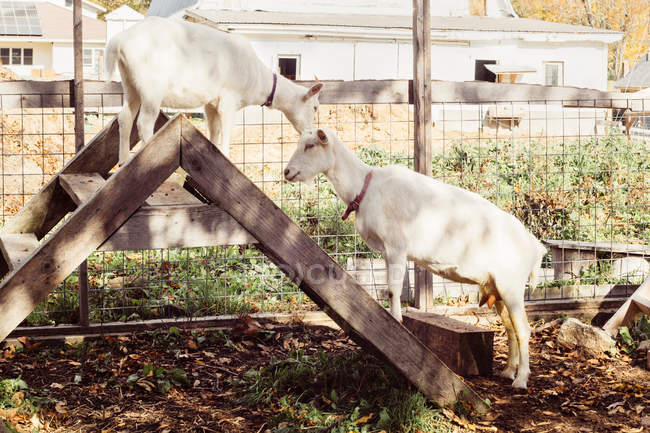 Dos cabras en escalera de escalón - foto de stock
