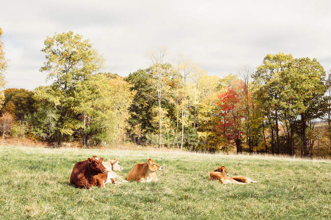 Vacas que descansan sobre hierba - foto de stock
