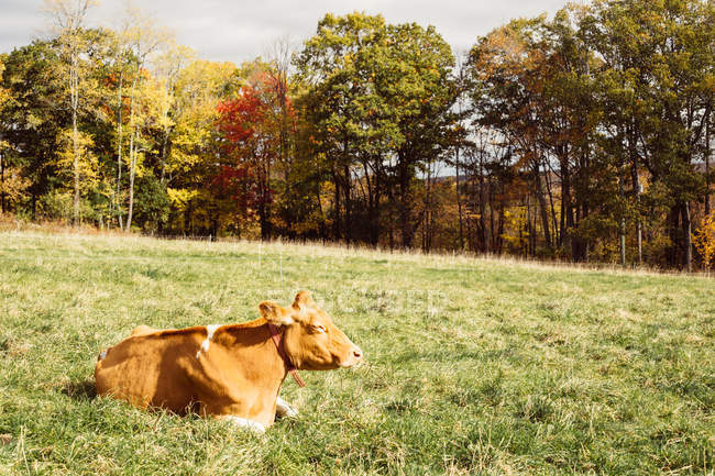 Vaca descansando na grama — Fotografia de Stock