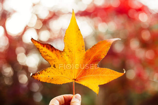 Woman holding yellow maple leaf — Stock Photo
