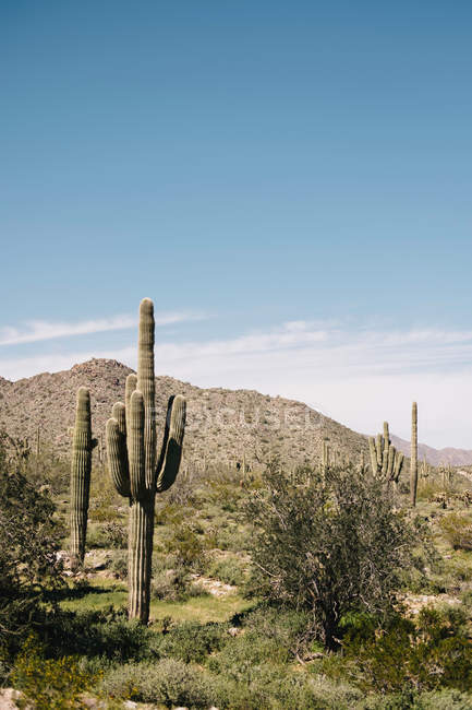 Cacti, Wadell, Arizona, USA — Stock Photo