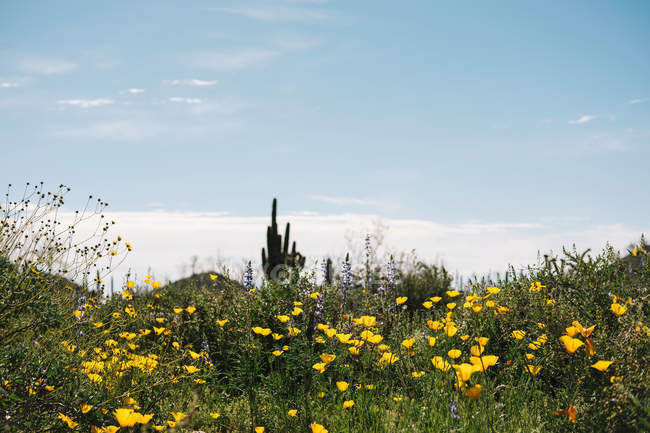 Prairie de fleurs sauvages, Wadell — Photo de stock