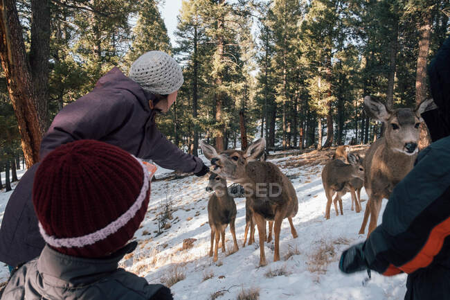 Mujer ofreciendo comida a ciervos en un entorno rural, Florrisant, Colorado, EE.UU. - foto de stock