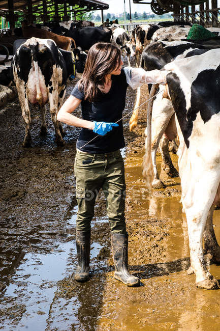 Landwirt nimmt Temperatur von Kuh — Stockfoto