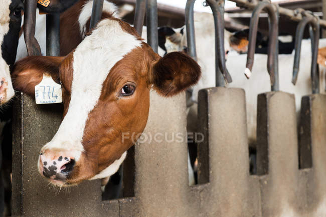 Vaca mirando desde el establo - foto de stock