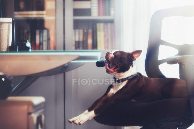 Boston terrier lying down yawning — Stock Photo