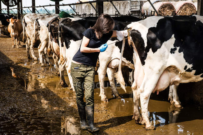Agricoltore che prende temperatura dalla mucca — Foto stock