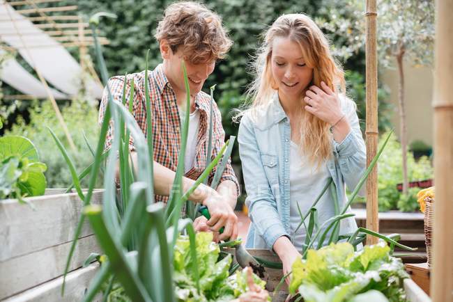 Mann und Frau pflegen Pflanzen — Stockfoto