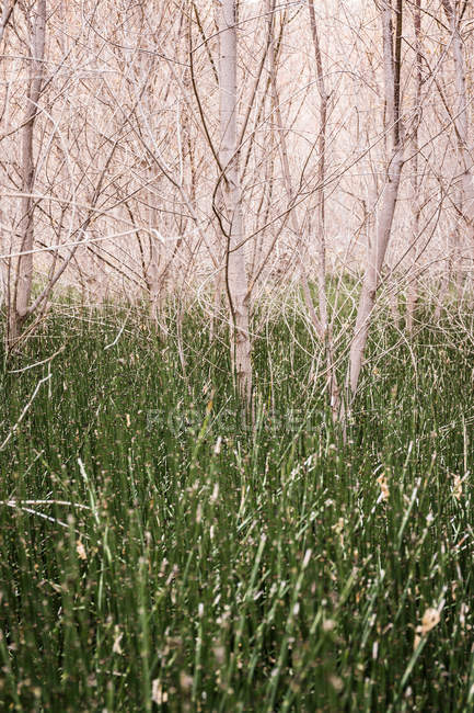 Long grass in forest — Stock Photo