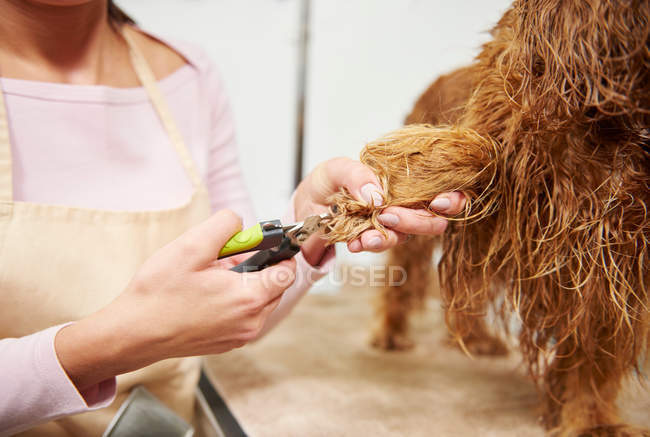 Groomer clipping nails of spaniel — Stock Photo