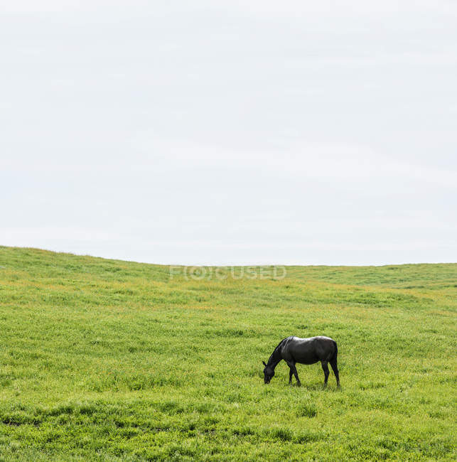 Выпас лошадей на зеленом поле — стоковое фото