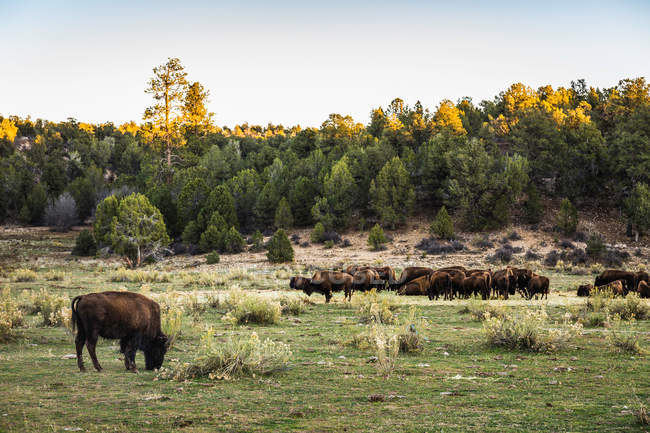 Cattle grazing in meadow — Stock Photo