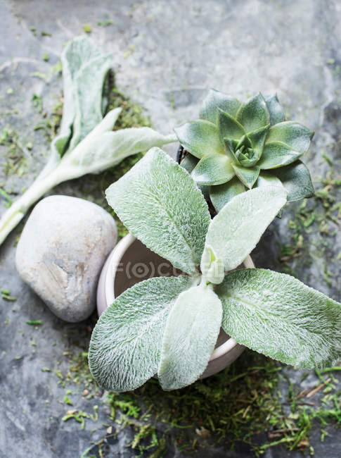 Vue aérienne de la plante succulente — Photo de stock