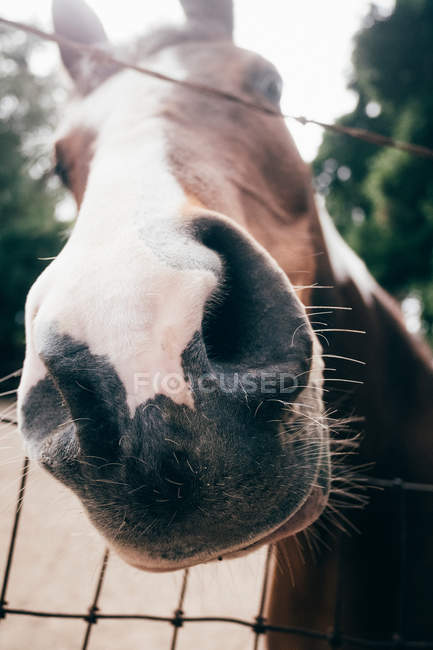 Porträt des Pferdes, Nahaufnahme — Stockfoto