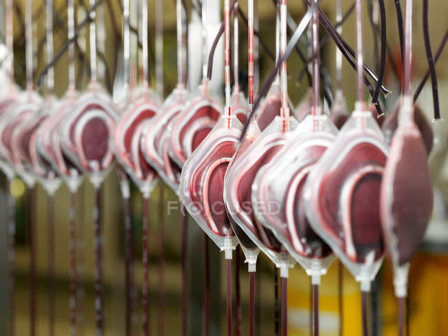 Bags of donated blood — Stock Photo