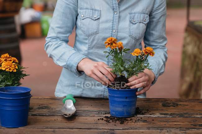 Woman potting plant — Stock Photo
