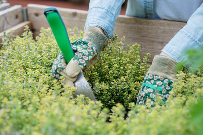 Frau trägt Gartenhandschuhe bei der Gartenarbeit — Stockfoto