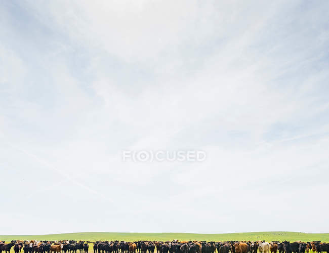 Mandria di mucche nel paesaggio del campo — Foto stock