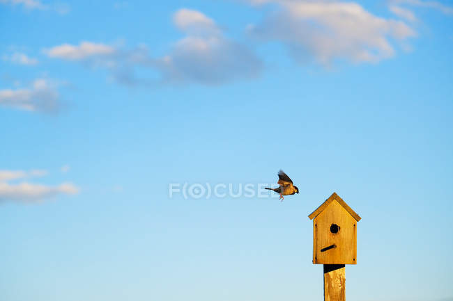 Птица летит в деревянный скворечник — стоковое фото