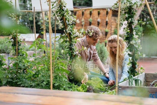 Homem e mulher cuidando de plantas que crescem em latas — Fotografia de Stock