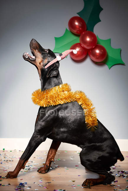 Perro con sombrero de Santa - foto de stock