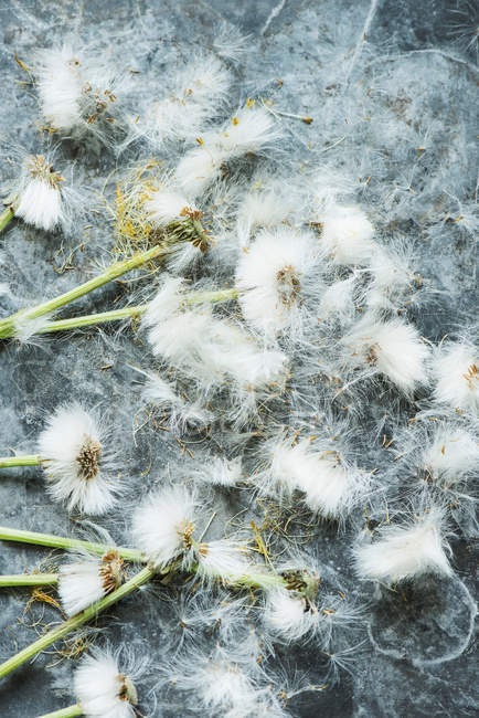 Dandelion seed heads — Stock Photo