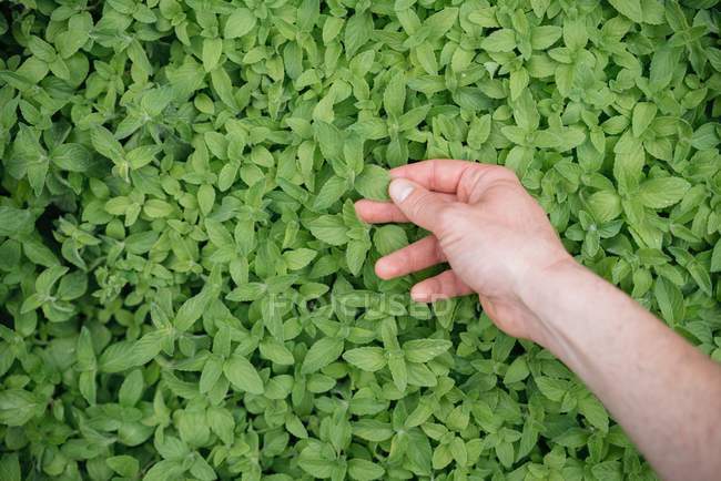 Woman inspecting growing plant — Stock Photo