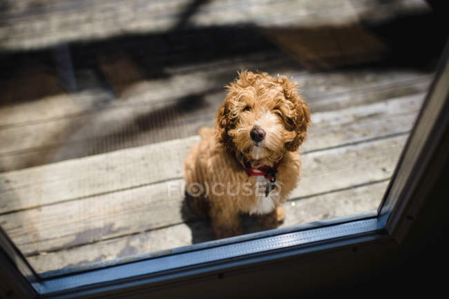 Red haired puppy — Stock Photo