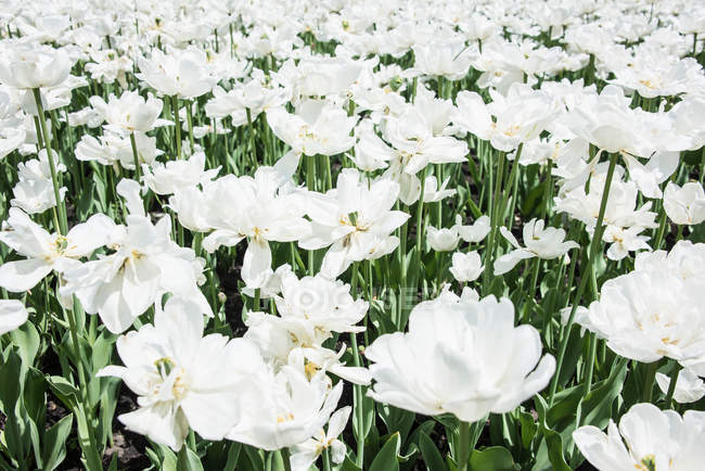 Flores de color blanco - foto de stock