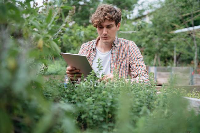 Hombre en el jardín usando tableta digital - foto de stock